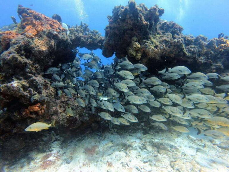 Cancun: PADI Enriched Air Nitrox Course - What the Course Looks Like: A Breakdown