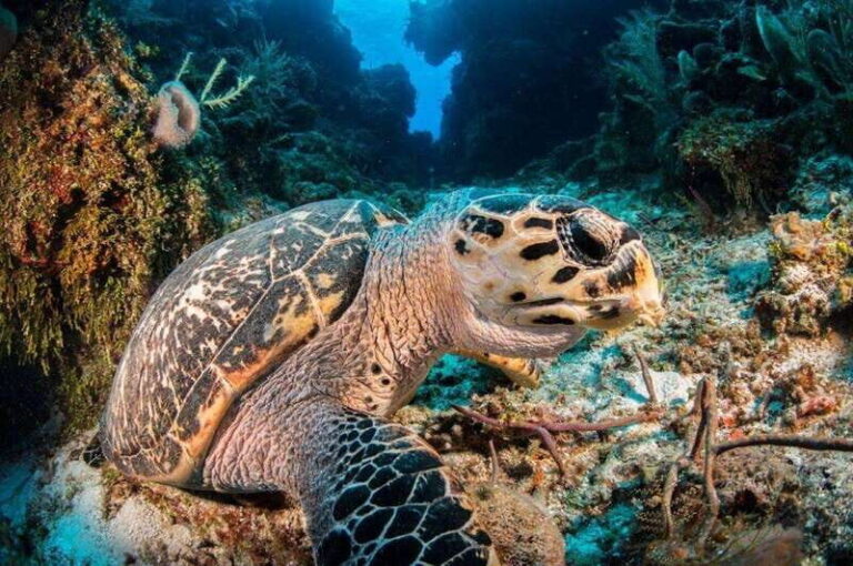 Cancun: Parrotfish Adventure Package - An In-Depth Look at the Experience