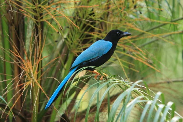 Cancun: Private Birdwatching Tour - The Sum Up