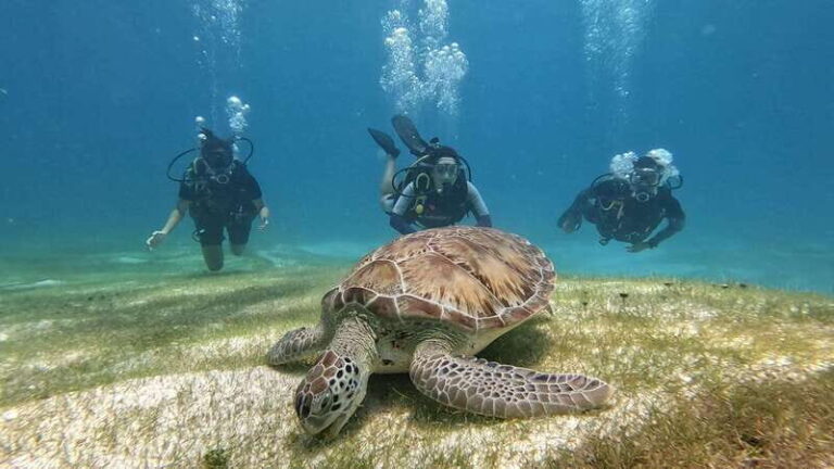 Cancun: Scuba Diving in Puerto Morelos for Beginners 2 Dives - The Itinerary: How the Day Unfolds