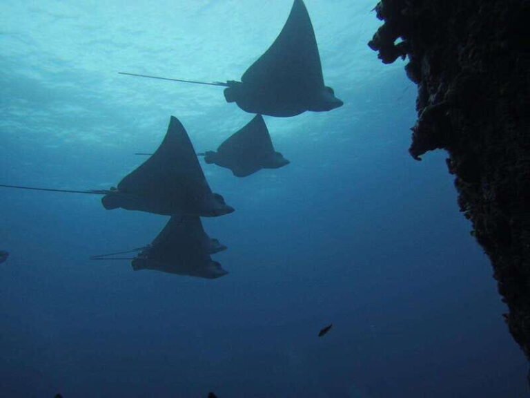 Cancun: Shipwreck & Reef for Certified Divers - What to Expect from the Tour