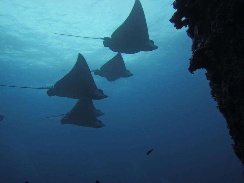 Cancun: Shipwreck & Reef for Certified Divers - What to Expect from the Tour