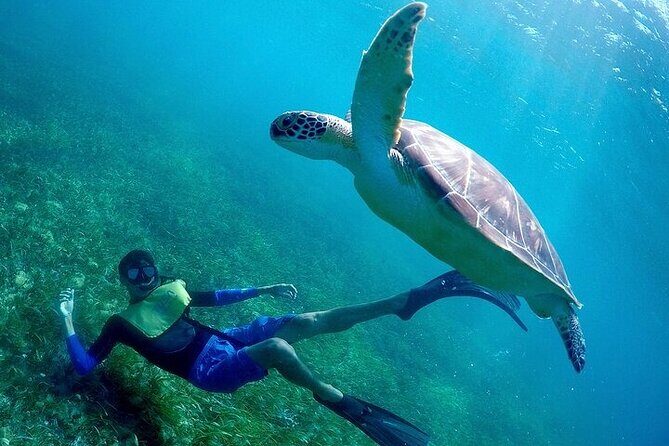 Cancun Snorkeling Adventure: Turtles, Reefs & Underwater Wonders - What the Tour Includes and What to Expect