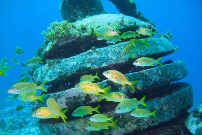 Cancun: Snorkeling at Underwater Museum & Manchones Reef - The Experience: What You Should Know