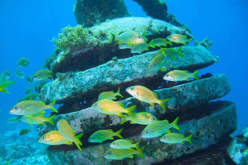 Cancun: Snorkeling at Underwater Museum & Manchones Reef - The Experience: What You Should Know