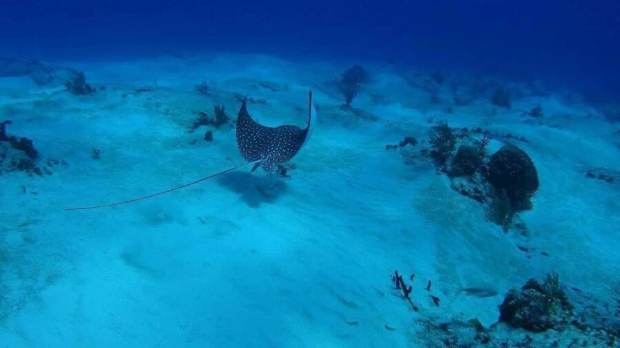 Cancun: Snorkeling Tour with Hotel Pickup - Practical Details and What You Need to Know