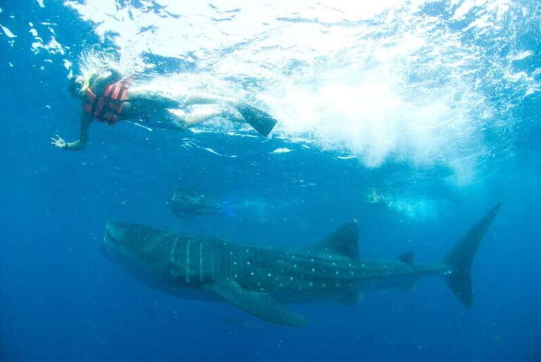 Cancún: Swim with Whale Sharks - Who Will Love This Experience?