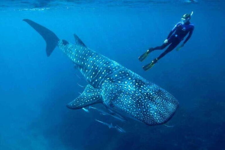 Cancun: Swim with Whale Sharks - Why This Tour Stands Out