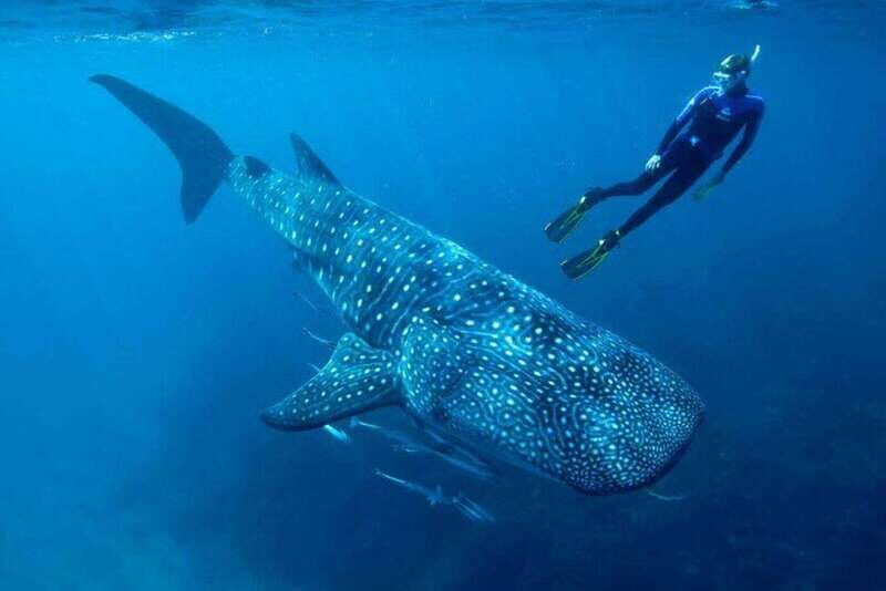 Cancun: Swim with Whale Sharks - Why This Tour Stands Out