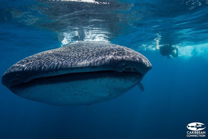 Cancun Whale Shark Encounter - The Value of the Experience