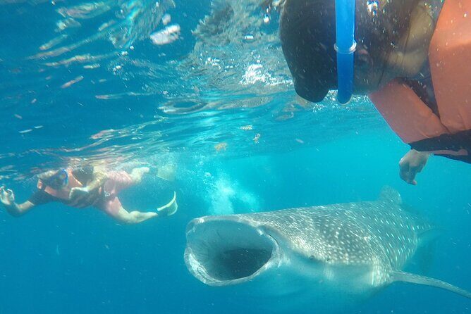 Cancun Whale Shark Experience with Snorkel & Transportation - Analyzing the Experience