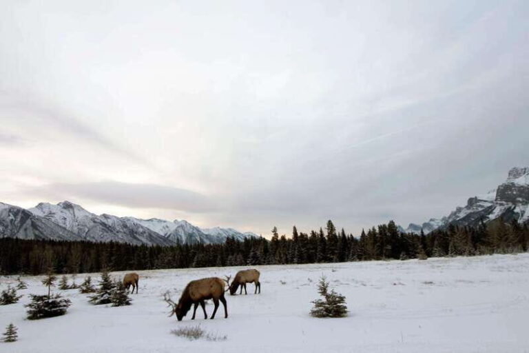 Canmore: The Winter Wonderland Hiking Tour + Transportation - Who Will Love This Tour?