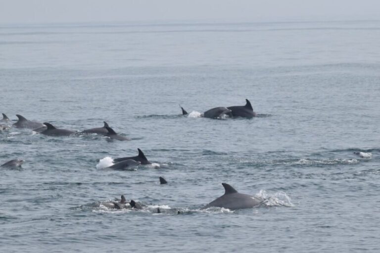 Cape May: Dolphin and Bird Watching Cruise - Wildlife Encounters: Dolphins and Birds
