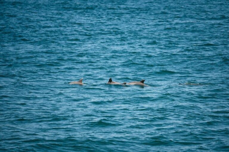 Cape May: Jersey Shore Whale and Dolphin Watching Cruise - Authentic Experiences from Past Travelers