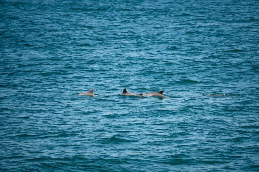 Cape May: Jersey Shore Whale and Dolphin Watching Cruise - Authentic Experiences from Past Travelers