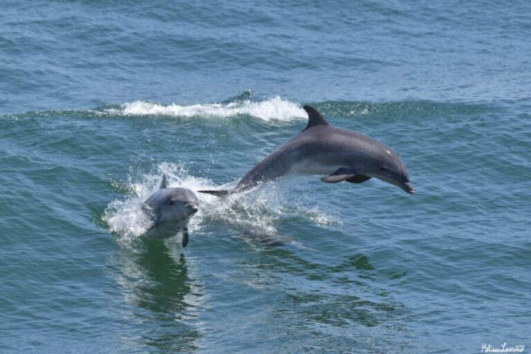 Cape May: Sunset Dolphin Watching Cruise with Food - What Makes the Itinerary Special