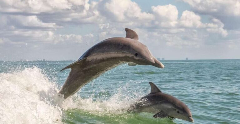 Cape May: Weekend Whale and Dolphin Watching Cruise - What To Expect on the Voyage