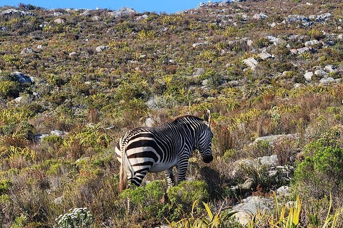 Cape of Good Hope and Penguin Beach Tour in Cape Town - Practical Details and Value
