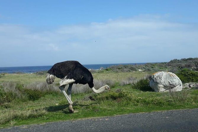 Cape of Good Hope and Penguins - Small Group - Full day - Final Thoughts: Is This Tour Right for You?
