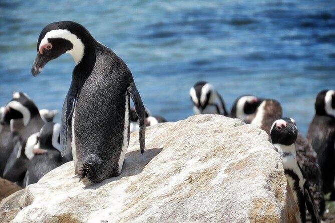 Cape Of Good Hope and Table Mountain Day Trip from Cape Town parks fees include - Who This Tour Is Best For