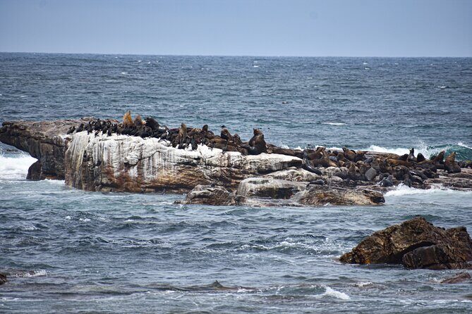 Cape of Good Hope & Boulder Penguins Full-Day Tour from Cape Town - Authentic Experiences and Highlights from Reviews