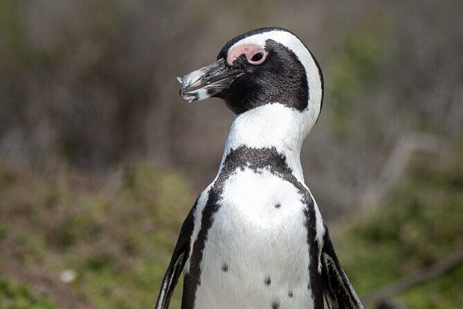 Cape Peninsula & Penguins Private Day Tour, Entrances Included. - Authentic Experiences and What Sets This Tour Apart
