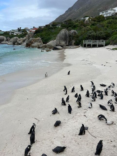 Cape Peninsula Private Tour - Itinerary Breakdown: What to Expect