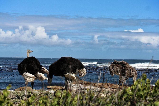 Cape Peninsula Private Tour - Final Thoughts