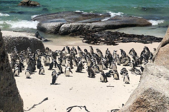 Cape Peninsula Private Tour - Why This Tour Offers Great Value