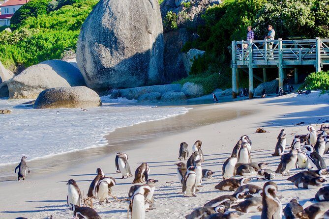 Cape Point and Boulder's Penguins Full Day Tour - What the Reviews Say