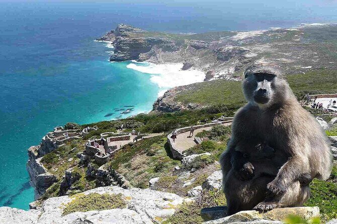 Cape Point ,Cape of Good Hope and Table Mountain Tour . - Practical Details: What You Need to Know