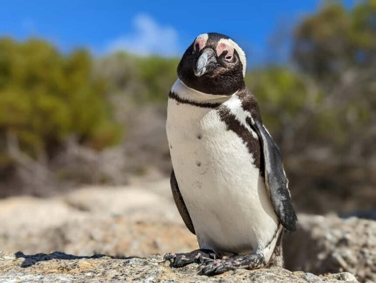 Cape Point Odyssey: A Coastal Journey Beyond Boundaries - Why This Tour Offers Great Value