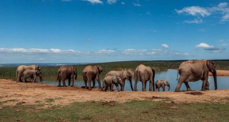 Cape Town: 10-Day Garden Route, Winelands & Cape Point Combo - A Deep Dive into the 10-Day South African Adventure