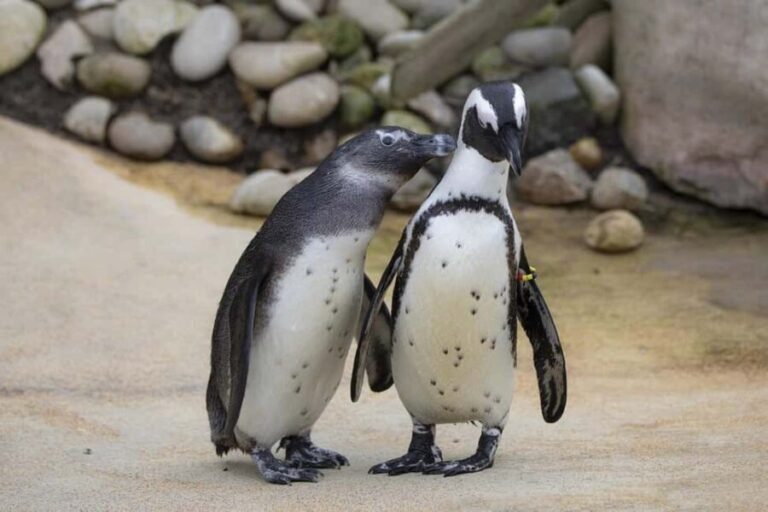 Cape Town: 3-Day Pvt Garden Route Tour with Accommodation - The Experience Provider and Booking