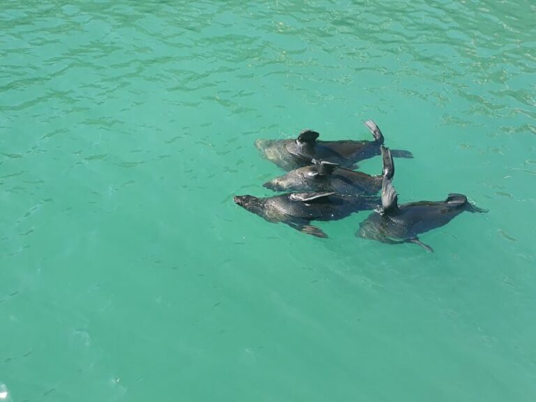 Cape Town: 30 Minute Harbour Boat Cruise with Seal Watching - Practical Details and Tips