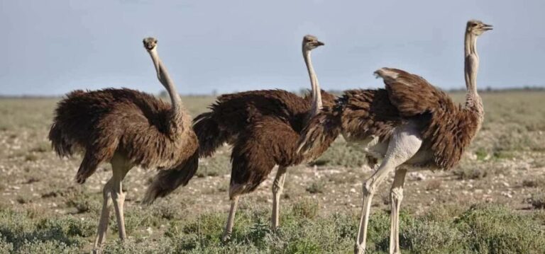 Cape Town: 7-Day Garden Route Safari Adventure - What Travelers Say