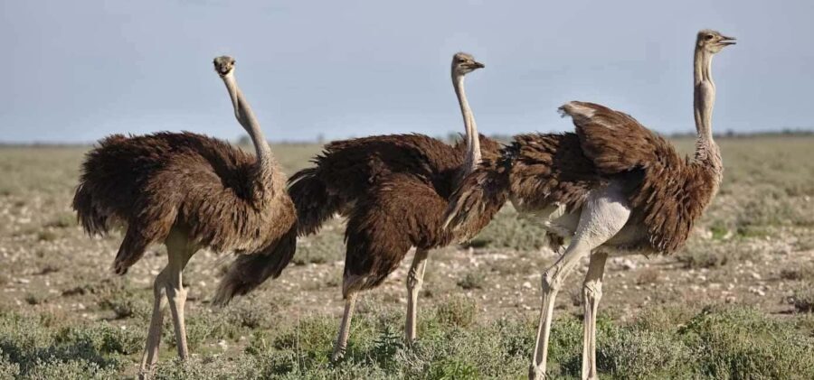 Cape Town: 7-Day Garden Route Safari Adventure - What Travelers Say