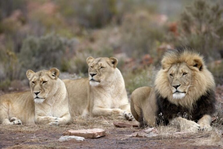 Cape Town: Aquila Game Reserve Day Entrance & Game Drive - The Itinerary in Detail
