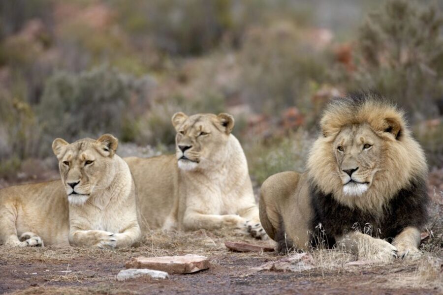 Cape Town: Aquila Game Reserve Day Entrance & Game Drive - The Itinerary in Detail