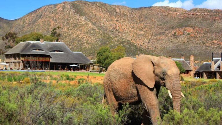 Cape Town: Aquila Private Game Reserve Safari with Lunch - What to Expect and Practical Tips