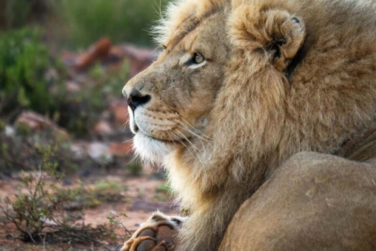 Cape Town: Aquila Private Game Reserve Safari with Lunch - The Value Proposition