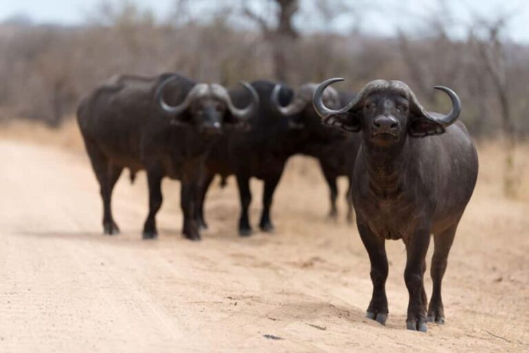 Cape Town: Aquila Private Game Safari with breakfast & lunch - How the Day Unfolds: A Step-by-Step Breakdown
