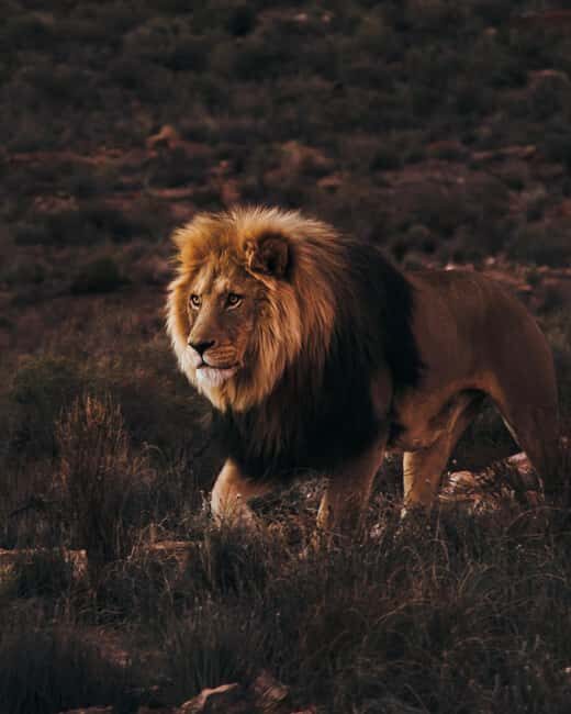 Cape Town: Aquila Reserve Safari with Lunch and Winery Visit - The Value Proposition