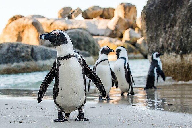 Cape Town Atlantic Helicopter Private Tour including Penguins Cape Point & Lunch - What the Reviews Say