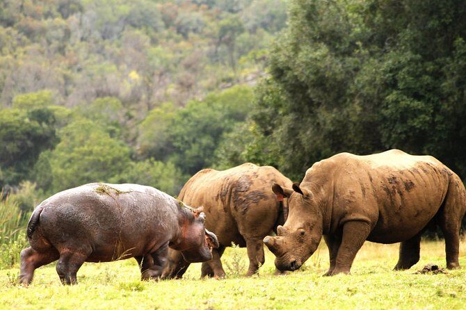 ( Cape Town ) Best Of Aquila Safari Fullday Tour - Transportation and Comfort