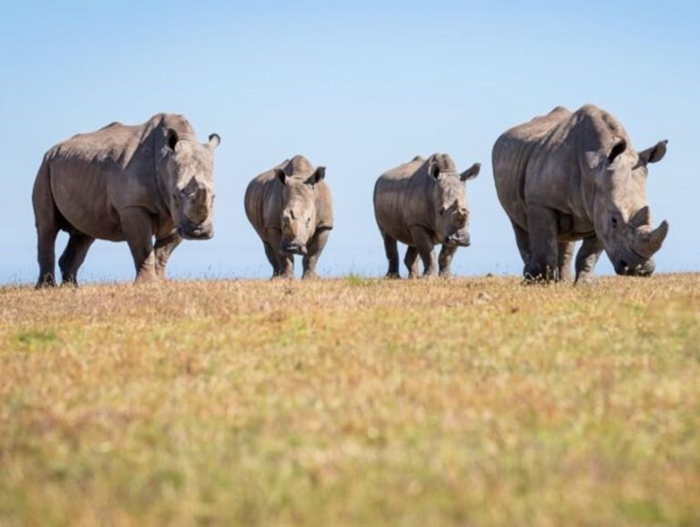 Cape Town: Big 5 Game Reserve Drive with Lunch - What Makes This Tour Stand Out?