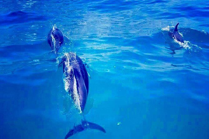 Cape Town Boat Trip - Who is This Tour Best For?