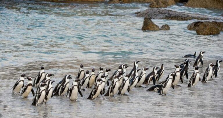 Cape Town: Boulders Penguin Colony Prebooked Entry Ticket - Practical Details: Price, Duration, and Logistics