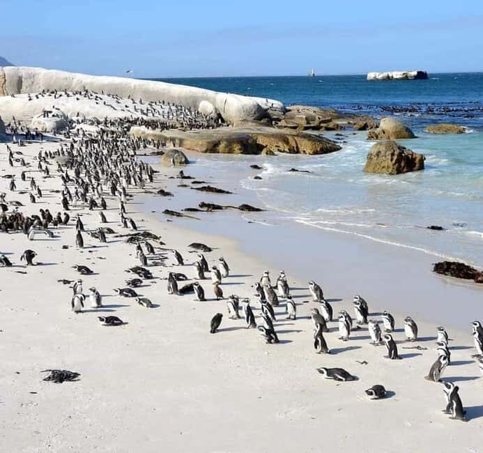 Cape Town: Cape of Good Hope and Boulders Beach Private Tour - Who Should Consider This Tour?