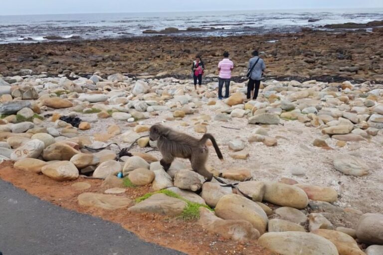 Cape Town: Cape of Good Hope and Penguins Full-Day Tour - How the Tour Works: Practical Details